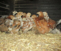 Millefleur Pekin Pullets. APHA Reg Flock - 2