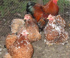 Millefleur Pekin Pullets. APHA Reg Flock - 3