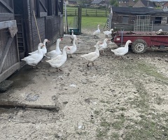 Ebden goslings