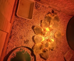 Ebden goslings - 2