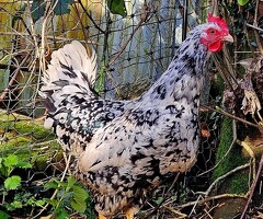 Pita Pinta Asturiana hatching eggs