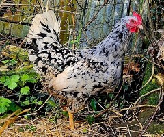 Pita Pinta Asturiana hatching eggs - 2