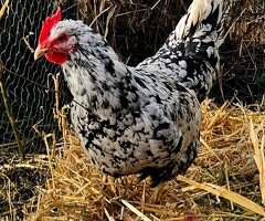 Pita Pinta Asturiana hatching eggs - 3