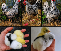Pita Pinta Asturiana hatching eggs - 4