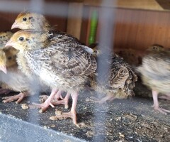 Jumbo Coturnix quail chicks