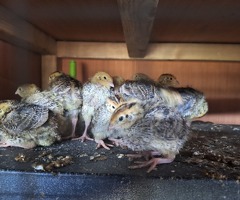 Jumbo Coturnix quail chicks - 2