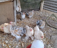Pekin bantams