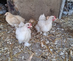 Pekin bantams - 2