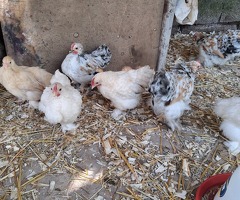 Pekin bantams - 3