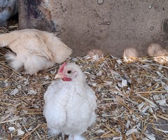 Pekin bantams - 4