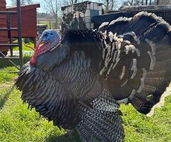 Bronze turkeys