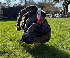 Bronze turkeys - 2