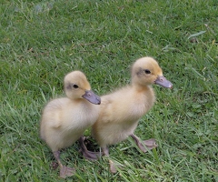 Silver Indian Runner ducklings pure bred