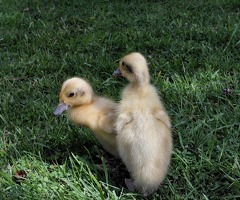 Silver Indian Runner ducklings pure bred - 2