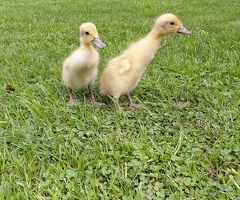 Silver Indian Runner ducklings pure bred - 3