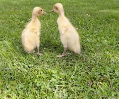 Silver Indian Runner ducklings pure bred - 4