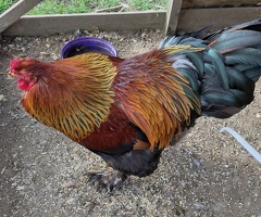 Brahma Gold cockrels