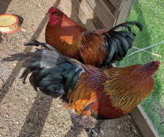 Brahma Gold cockrels - 2