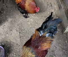 Brahma Gold cockrels - 3