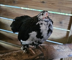 x4 Mixed Breed Chickens