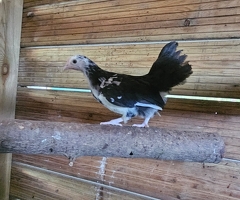 x4 Mixed Breed Chickens - 2