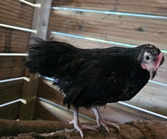 x4 Mixed Breed Chickens - 3