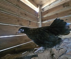 x4 Mixed Breed Chickens - 4