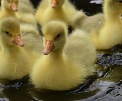*SELLING FAST* Friendly Large-Strain Embden Goslings - 2026 Hatch