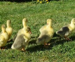 *SELLING FAST* Friendly Large-Strain Embden Goslings - 2026 Hatch - 2