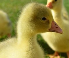 *SELLING FAST* Friendly Large-Strain Embden Goslings - 2026 Hatch - 3