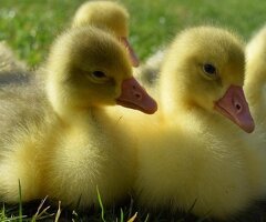 *SELLING FAST* Friendly Large-Strain Embden Goslings - 2026 Hatch - 4