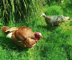 Turkey Eggs - Crossbreed