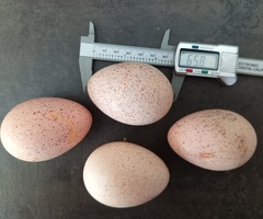 Turkey Eggs - Crossbreed - 2