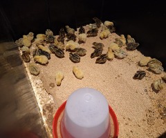 20 jumbo Coturnix quail eggs including postage - 2