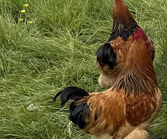 Buff Sussex Cockerel