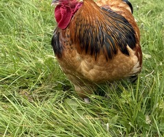 Buff Sussex Cockerel - 2