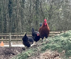 Copper Maran chicks