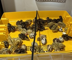 Baby quails for sale