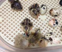 Baby quails for sale - 2