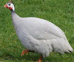 24 x guinea fowl fresh hatching eggs , 24 hours RM delivery