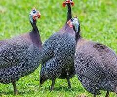 24 x guinea fowl fresh hatching eggs , 24 hours RM delivery - 2
