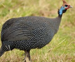 24 x guinea fowl fresh hatching eggs , 24 hours RM delivery - 3