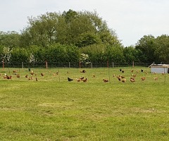 Mixed flock 65 hens, can split.