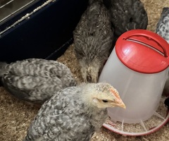 Crested Cream Legbar Cockerel 4 Weeks Old