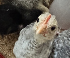 Crested Cream Legbar Cockerel 4 Weeks Old - 2
