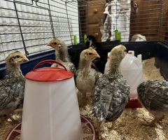 Crested Cream Legbar Cockerel 4 Weeks Old - 3