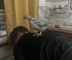 Crested Cream Legbar Cockerel 4 Weeks Old - 4