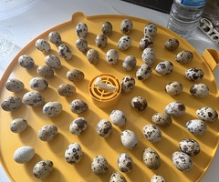 Baby quails for sale