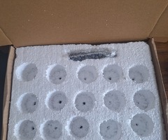 20 jumbo Coturnix quail eggs including postage - 3