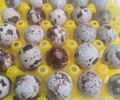 20 jumbo Coturnix quail eggs including postage - 4